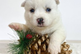 Pomsky-pomski (pomeranac + haski) , Beograd