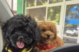 Pudle i maltipoo, prelepi štenci , Torak