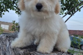 Pudle i maltipoo, prelepi štenci , Torak