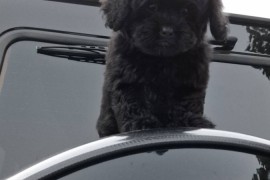 Pudle i maltipoo, prelepi štenci , Torak