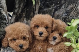 Pudle i maltipoo, prelepi štenci , Torak