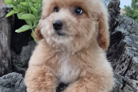 Pudle i maltipoo, prelepi štenci , Torak
