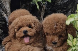 Pudle i maltipoo, prelepi štenci , Torak