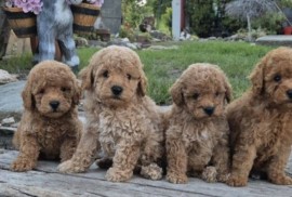Pudle i maltipoo, prelepi štenci , Torak
