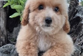 Pudle i maltipoo, prelepi štenci , Torak