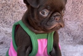Chocolate Petit Brabancon (Smooth Brussel Griffon), Kula