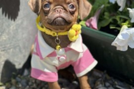 Chocolate Petit Brabancon (Smooth Brussel Griffon), Kula