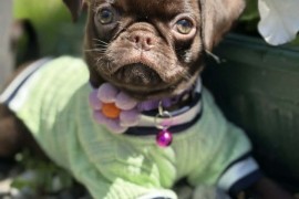 Chocolate Petit Brabancon (Smooth Brussel Griffon), Kula