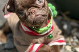 Chocolate Petit Brabancon (Smooth Brussel Griffon), Kula
