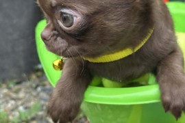 Lilac &amp; chocolate boys chihuahua, Kula
