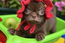 Lilac &amp; chocolate boys chihuahua, Kula