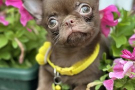 Lilac & chocolate boys chihuahua, Kula
