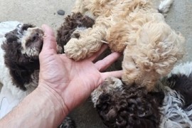 Lagotto Romagnolo, kvalitetni štenci, Trstenik