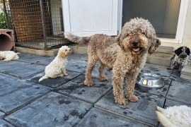 Lagotto Romagnolo, kvalitetni štenci, Trstenik
