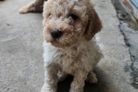 Lagotto Romagnolo, kvalitetni štenci, Trstenik