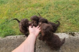 Lagotto Romagnolo, kvalitetni štenci, Trstenik