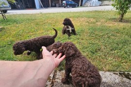 Lagotto Romagnolo, kvalitetni štenci, Trstenik
