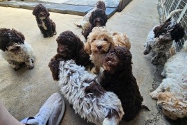 Lagotto Romagnolo, kvalitetni štenci, Trstenik