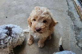 Lagotto Romagnolo, kvalitetni štenci, Trstenik
