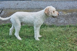 Lagotto Romagnolo, kvalitetni štenci, Trstenik