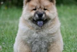 Chow Chow Cau Cau Čau Čau, Valjevo