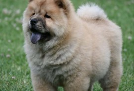 Chow Chow Cau Cau Čau Čau, Valjevo
