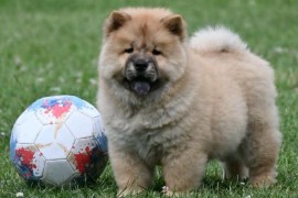 Chow Chow Cau Cau Čau Čau, Valjevo