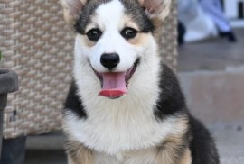 Velški korgi/Welsh Corgi Pembroke, Valjevo