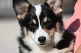 Velški korgi/Welsh Corgi Pembroke, Valjevo