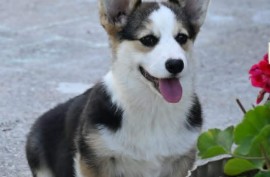 Velški korgi/Welsh Corgi Pembroke, Valjevo