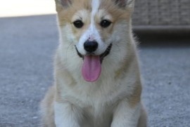 Velški korgi/Welsh Corgi Pembroke, Valjevo