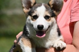 Velški korgi/Welsh Corgi Pembroke, Valjevo