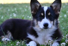 Velški korgi/Welsh Corgi Pembroke, Valjevo