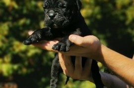 Cane Corso Kane Korso NOVO LEGLO, Loznica