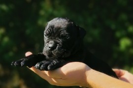 Cane Corso Kane Korso NOVO LEGLO, Loznica