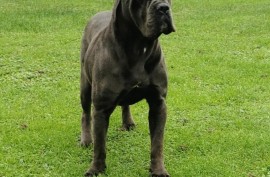 Cane Corso Kane Korso NOVO LEGLO, Loznica