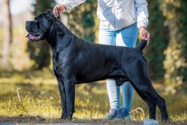 Cane Corso Kane Korso NOVO LEGLO, Loznica