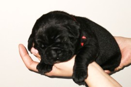 Cane Corso Kane Korso NOVO LEGLO, Loznica
