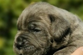 Cane Corso Kane Korso NOVO LEGLO, Loznica