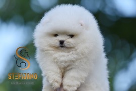 Pomeranac Boo štenci, Loznica