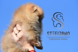 Pomeranac Boo štenci, Loznica