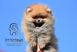Pomeranac Boo štenci, Loznica
