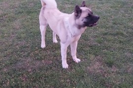 Američka akita, parenje , Kragujevac
