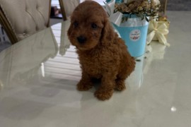 Goldendoodle prelepi štenci, Savino Selo