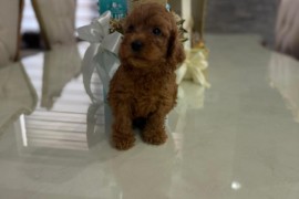 Goldendoodle prelepi štenci, Savino Selo