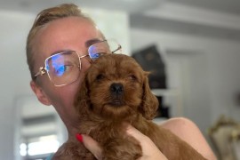 Goldendoodle prelepi štenci, Savino Selo