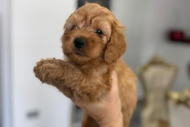 Goldendoodle prelepi štenci, Savino Selo
