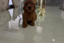 Goldendoodle prelepi štenci, Savino Selo