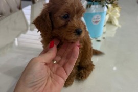 Goldendoodle prelepi štenci, Savino Selo