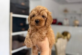Goldendoodle prelepi štenci, Savino Selo
